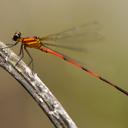 Image of Heteragrion calendulum imported from iNaturalist.