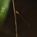 Image of Heteragrion ictericum imported from iNaturalist.