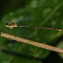 Image of Heteragrion mitratum imported from iNaturalist.