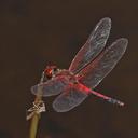 Image of Celithemis bertha imported from iNaturalist.