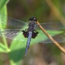 Image of Celithemis martha imported from iNaturalist.