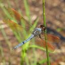 Image of Libellula jesseana imported from iNaturalist.