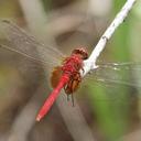 Image of Erythemis carmelita imported from iNaturalist.