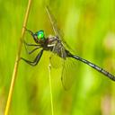 Image of Somatochlora hineana imported from iNaturalist.