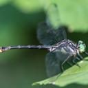 Image of Stylurus laurae imported from iNaturalist.