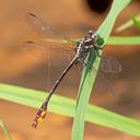 Image of Stylurus laurae