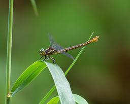 Female with egg sack