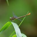 Female with egg sack