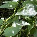 Image of Podolestes pandanus imported from iNaturalist.