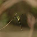 Image of Macromidia ellenae imported from iNaturalist.