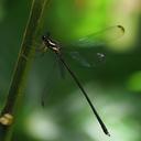 Image of Rhipidolestes cyanoflavus imported from iNaturalist.