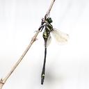 Image of Chlorogomphus shanicus imported from iNaturalist.