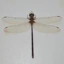 Image of Calesynthemis serendipita imported from iNaturalist.