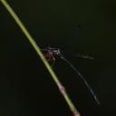 Image of Rhipidolestes hiraoi imported from iNaturalist.