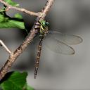 Image of Boyeria karubei imported from iNaturalist.