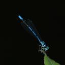 Image of Coenagrion aculeatum imported from iNaturalist.