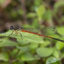 Image of Calicnemia soccifera imported from iNaturalist.