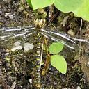 Image of Aeschnophlebia maculifrons imported from iNaturalist.