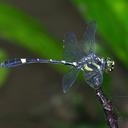 Image of Gomphidictinus tongi imported from iNaturalist.