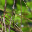 Image of Aeschnophlebia laoshanensis imported from iNaturalist.