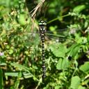 Image of Neallogaster jinensis