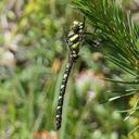 Image of Cordulegaster amasina imported from iNaturalist.