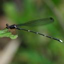 Image of Rhipidolestidae imported from iNaturalist.