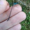 Image of Heteragrion gorbi imported from iNaturalist.