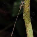 Image of Lestes demarcoi imported from iNaturalist.