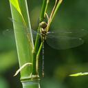 Image of Aeschnophlebia samurai imported from iNaturalist.