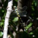 Image of Cordulegaster cilicia imported from iNaturalist.