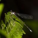 Image of Paraphlebia chaak imported from iNaturalist.