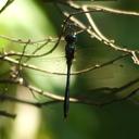 Image of Paracordulia calcarulata imported from iNaturalist.