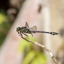 Image of Ictinogomphus lieftincki imported from iNaturalist.