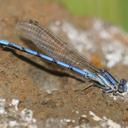 Image of Argia paludicola imported from iNaturalist.