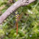 Image of Anax aurantiacus imported from iNaturalist.