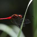 Image of Sympetrum thailandensis imported from iNaturalist.