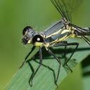 Image of Argiolestidae