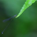 Image of Forcepsioneura