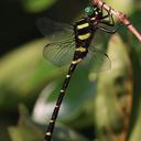 Image of Anotogaster sieboldii