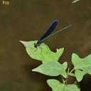 Image of Atrocalopteryx