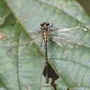 Image of Davidius fruhstorferi