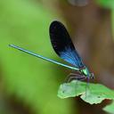 Image of Matrona japonica