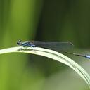 Image of Coenagriocnemis reuniensis