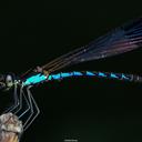 Image of Calocypha laidlawi