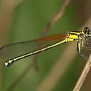 Image of Anisopleura furcata