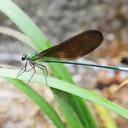 Image of Vestalaria velata