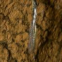 Image of Isosticta spinipes