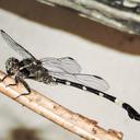 Image of Phyllogomphoides nayaritensis