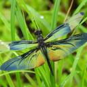 Image of Rhyothemis fuliginosa